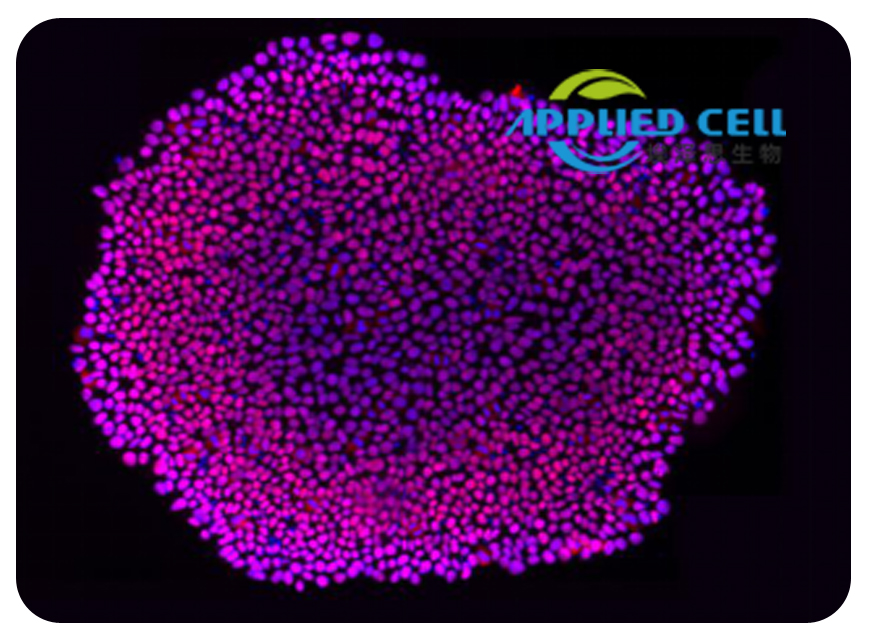 H1人胚胎干细胞系